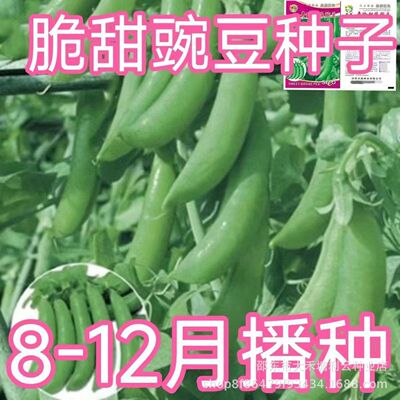 甜豌豆种子水果型脆可生吃菜豌豆