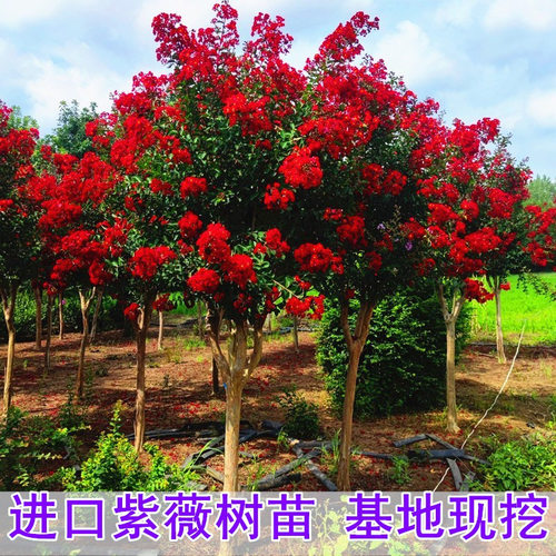 Flowersaplingbasinredflow