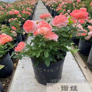 Rose with Extra Large Blossoms, Concentrated Juice, Balcony