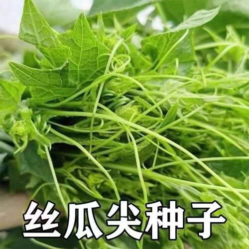 Tender and pointed edible melon tip, foreign melon tip, pum