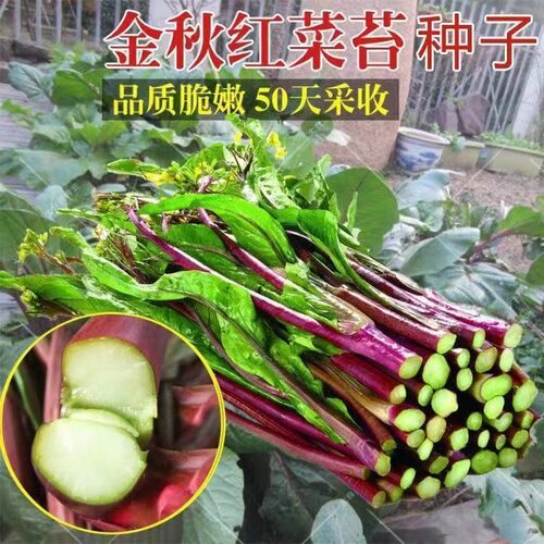 October Red Cabbage Moss Early Maturity Winter Vegetable Pl