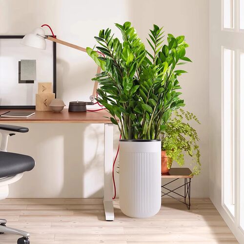 MoneyTreePotLivingRoomLa