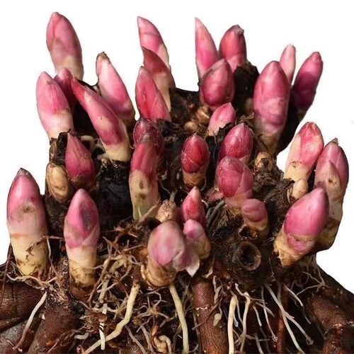 HuaMiaoNongAuthenticPeony