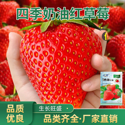 奶油红草莓种籽室内盆草莓苗种植