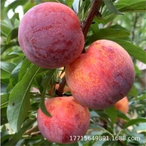 DinosaurEggRedHeartPlumS