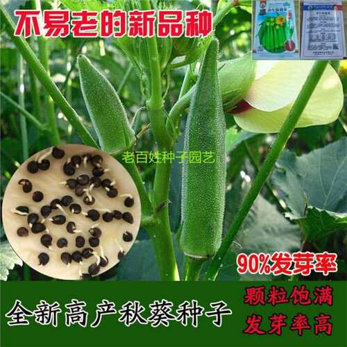 Yellow okra and red okra specialty camp vegetable easy T-sh