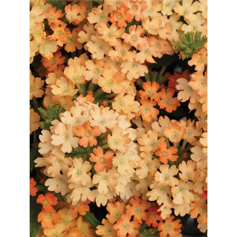 Imported cherry blossom seeds for easy planting throughout