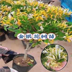 Honeysuckle saplings, old stakes, open pots, osmanthus vine