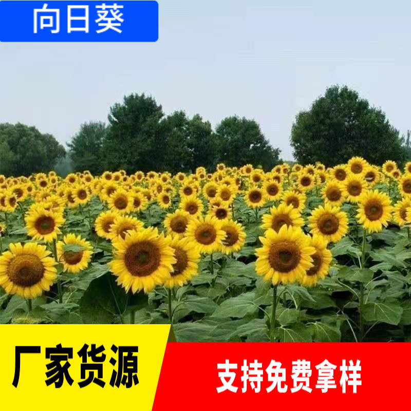 Viewing Sunflower Seeds Toy Bear Flower Seeds Tall and Shor