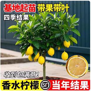New style with fruit tree seedling pot, indoor results with