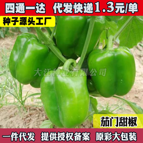 New Green Pepper, Red Pepper, Yellow Pepper, Chili Pepper,