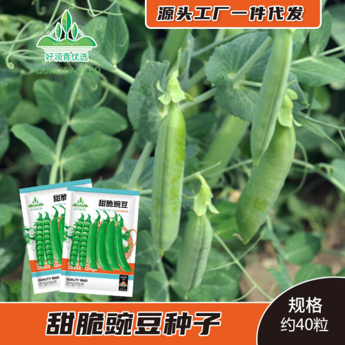 Sweet and Crispy Green Sweet Peas, Hard Shell, Large Pod, G