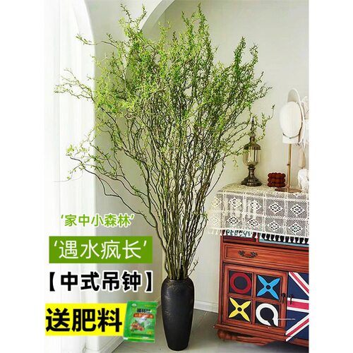 NewDragonWillowFreshBranc
