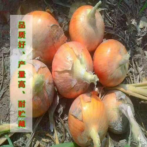Yellow skin onion, round onion, characteristic vegetable, e