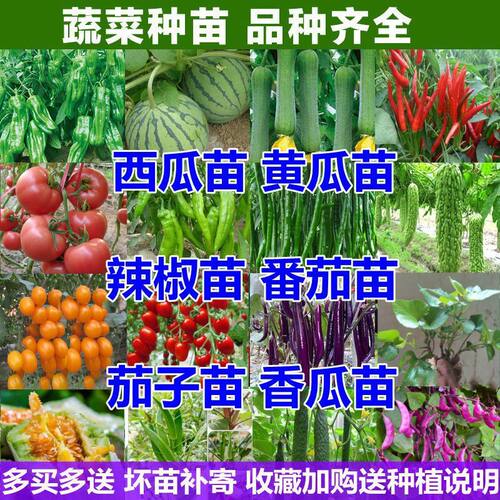 Vegetable seedlings, chili seedlings, eggplant, watermelon