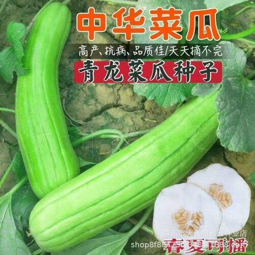 Qinglong Vegetable Melon Sauce Melon Melon Melon Vegetables
