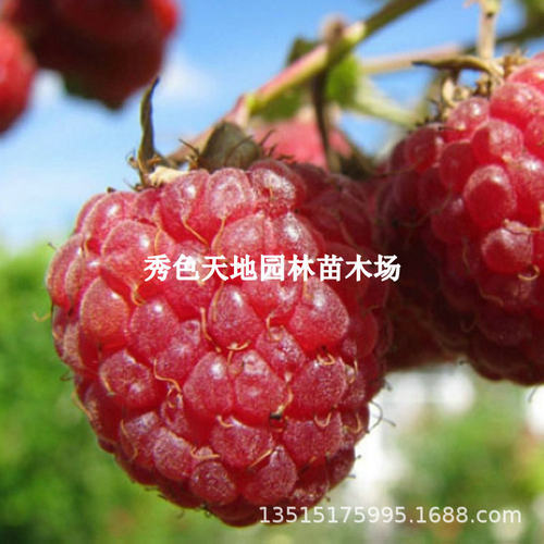 NewBigFruitPolkaDoubleSe