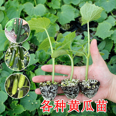 New cucumber fruit seedlings, seedling vegetables, jade gir