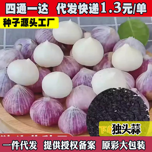New Single Head Garlic Purple Skin Yunnan Farmhouse Red Roo