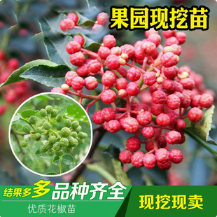 Big seedling results Sichuan Dahongpao Sichuan Sichuan pepp
