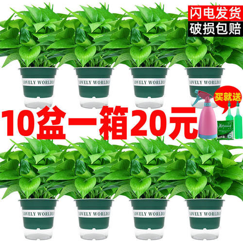 Greenivypotindoorgoodsuc