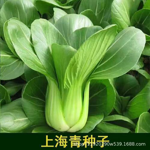 Green Vegetables Shanghai Green Season Little Rapeseed Litt