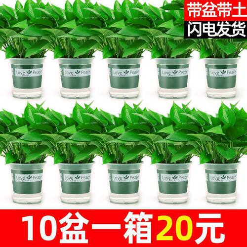 Greenivypotindoorgoodsuc
