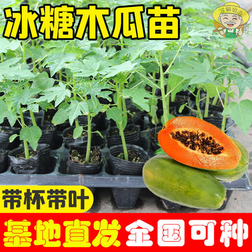 Rocksugarredmeatseedlings