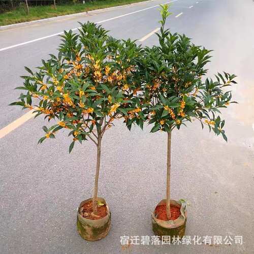 NewOsmanthusTreeSeedlings