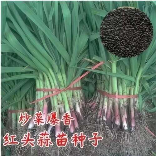 Wide leaf garlic, big garlic head, red root, purple skin, s