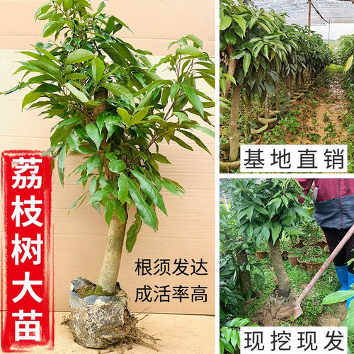 NewTreeSeedlingsGuiweiFei