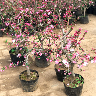 Hanging silk flower seedlings, Beijing Xifu crabapple bonsa