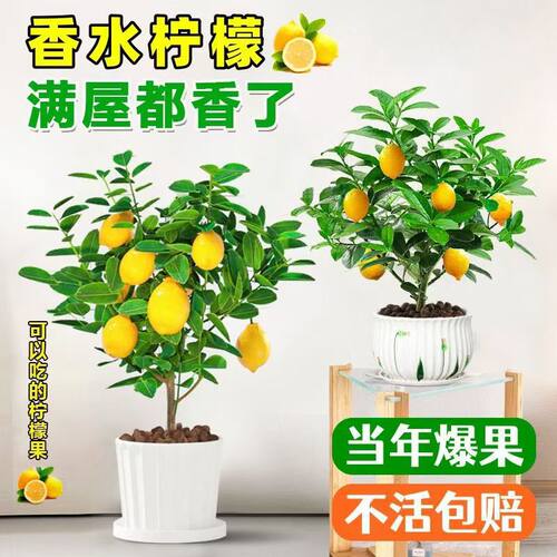 Saplingspotswithbranching