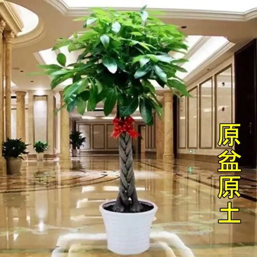 BigMoneyTreeIndoorandOut