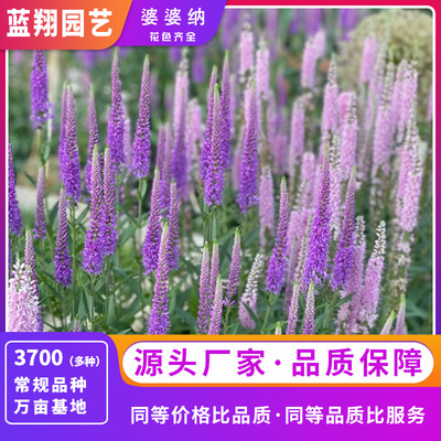 Grandma's essential seed bed and flower mirror for beautify