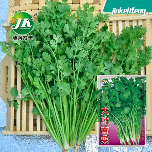 Vegetable farmer's old taste, strong planting, balcony basi
