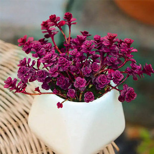 Small Ball Rose Brocade Old Pile Succulent Balcony Indoor H