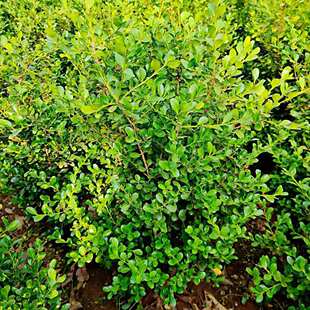 Small leaf seedlings, melon seeds, boxwood, holly seedlings