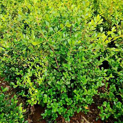Smallleafseedlingsmelonse