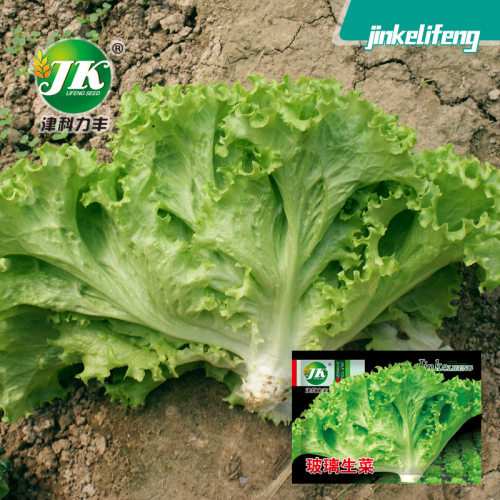 New glass lettuce, fast-growing vegetable, easy balcony dis