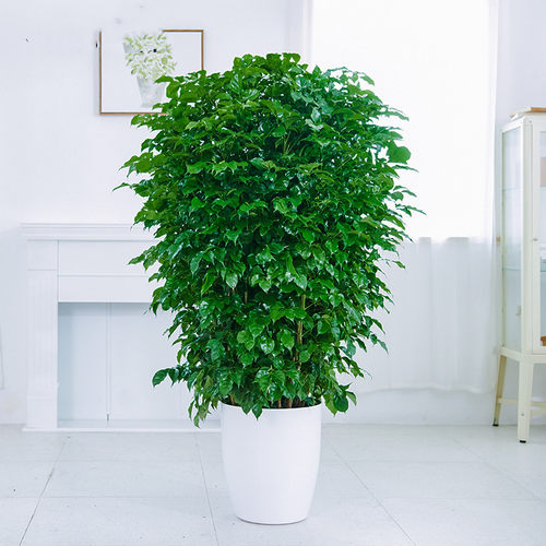 Indoorlargegreenplantpot
