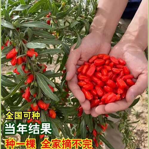 Eatingfruittreeseedlingsr