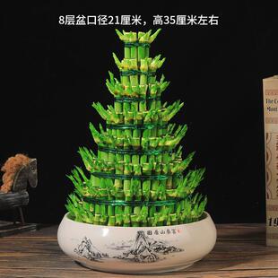 New style Dracaena sanderiana is suitable for living room,