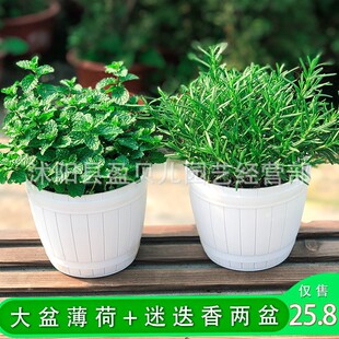 Lemon basin edible, rosemary mint leaves, seedling grass, g