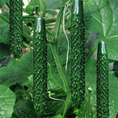 Green Heart Strong Female Resistant to Hot Water Cucumber O