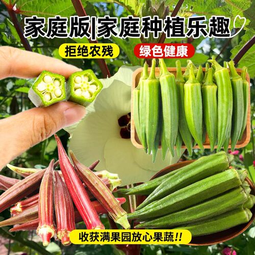 Fruit okra seedlings, yellow red okra, vegetable seedlings,