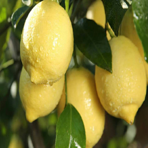 Yulikeseedlinglemonbasins