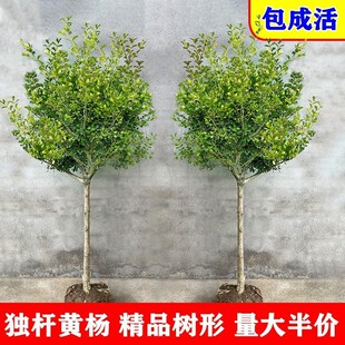 Single stem melon seeds, small leaf boxwood saplings, basin