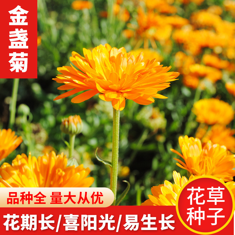 Golden Chrysanthemum Seed Engineering Flower Sea Horticultu