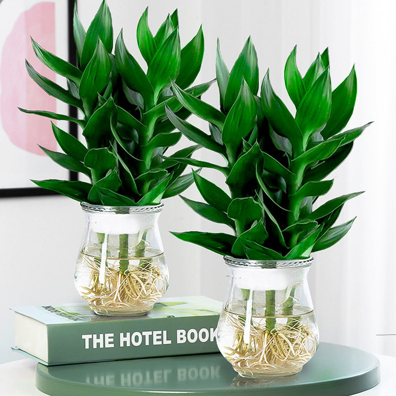 Guanyinzhu Dracaena sanderiana plants with roots, green pla - 实物图